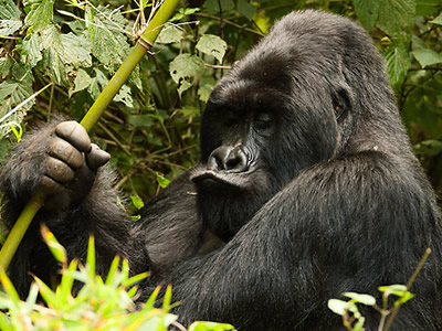 19 Days Rwenzori Trekking-wildlife-chimps-gorillas-rafting-experience